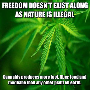 frabz-Freedom-doesnt-Exist-along-as-Nature-is-Illegal-Cannabis-produce-17191f