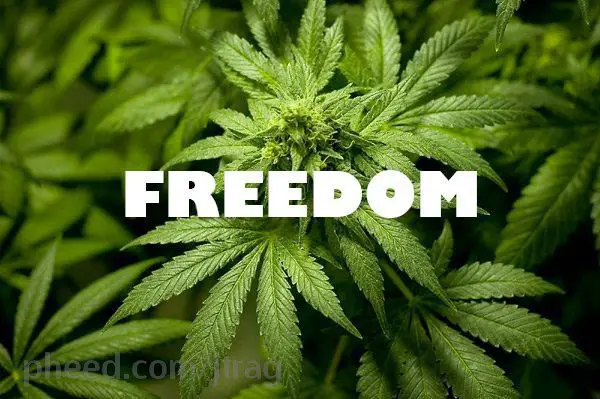 A Higher Level of Freedom: The Benefit of Cannabis To Health
