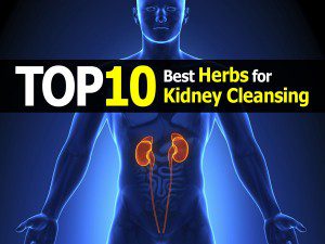 herb-for-kidney-cleansing