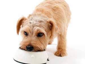 Canine Cuisine - Tips for Choosing a Healthy Diet for Your Dog