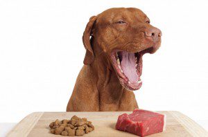 Canine Cuisine - Tips for Choosing a Healthy Diet for Your Dog