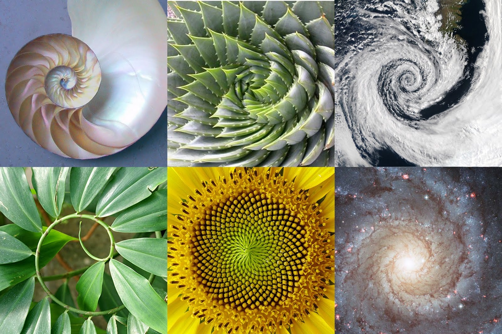 Exponential Evolution - DNA Activation and 'The Golden Ratio' - in nature