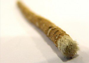 Natural Solutions For Your Teeth and Gums Proven To Work - Miswak Stick