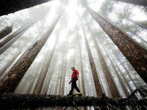 Healing Body and Soul Through the Japanese Art of Shinrin Yoku - Forest Bathing 1