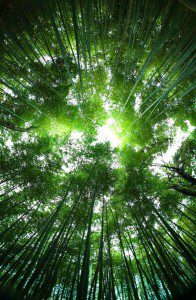 Healing Body and Soul Through the Japanese Art of Shinrin Yoku - Forest Bathing 2 - Copy (2)