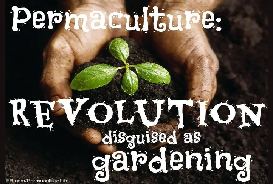 Permaculture - What Is It And Why Is It Important