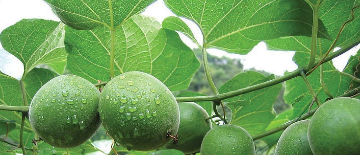Power-Packed Longevity Fruit a Boon for Diabetics (and Health Enthusiasts Too) - Luo Han Guo Ye - Monk Fruit