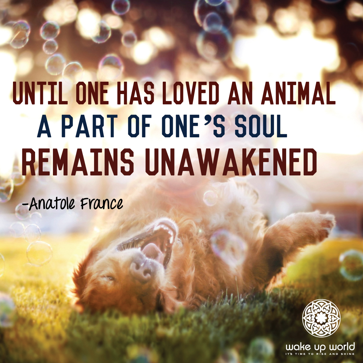 Until One Has Loved An Animal