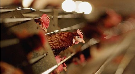 animal farm and the archonic abuse paradigm wake up world