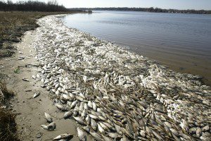 KWS Mona Lake dead fish 6.JPG