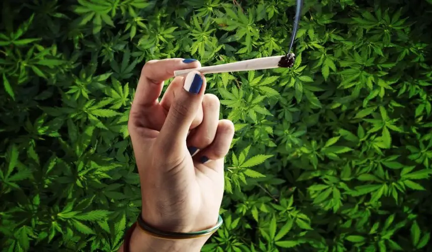 Marijuana On Legal Roll Worldwide – But Still Singing Reefer Blues 1