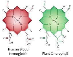chlorophyll_blood