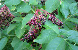 Grow Your Own Garden-Fresh Medicine Chest This Summer and Beyond - Black Elderberry
