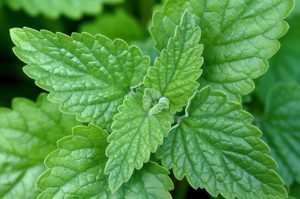 Grow Your Own Garden Fresh Medicine Chest This Summer and Beyond - Catnip (Nepeta Cataria)