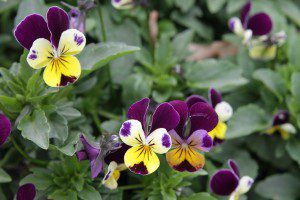 Grow Your Own Garden-Fresh Medicine Chest This Summer and Beyond - Heartsease