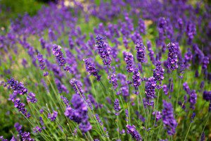 Grow Your Own Garden-Fresh Medicine Chest This Summer and Beyond - Lavender