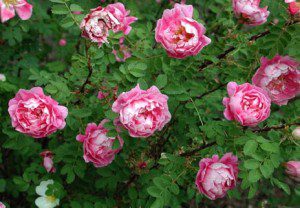 Grow Your Own Garden-Fresh Medicine Chest This Summer and Beyond - Rosa spp
