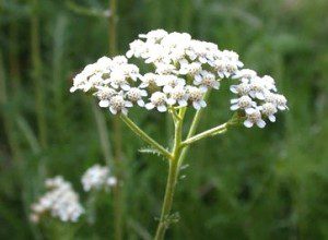 Grow Your Own Garden-Fresh Medicine Chest This Summer and Beyond - Yarrow