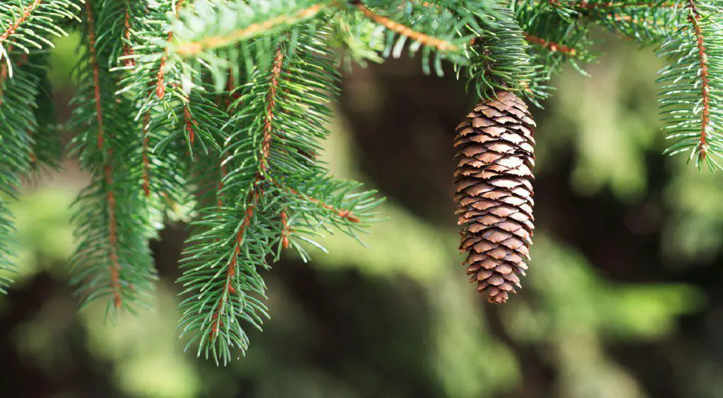 Pine Bark Extract for Male Reproductive Health | Wake Up World