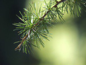 Pine Bark Extract for Male Reproductive Health