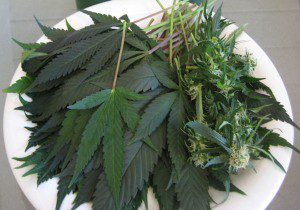 Cannabis The Most Important Vegetable on the Planet
