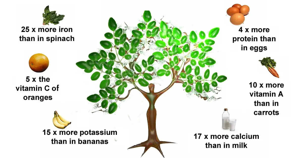 Amazing Moringa - Medicinal, Edible and Easy to Grow - Nutrition