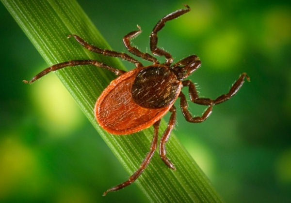 Chronic Lyme Disease A Modern Plague the Government Chooses to Ignore