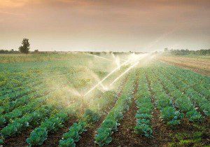 Drought Stricken California Turns to Oil Industry Wastewater for Crop Irrigation