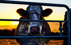 How Animal Agriculture is Contributing to Planetary Environmental Collapse -