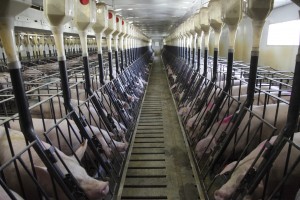  How-Animal-Agriculture-is-Contributing-to-Planetary-Environmental-Collapse-