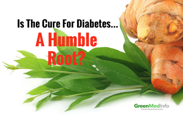 Is the Cure for Diabetes a Humble Root