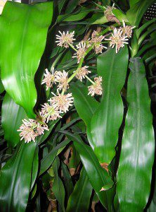 Your Cells Are Listening - How Talking To Your Body Can Help You Heal - Dracaena Fragrans