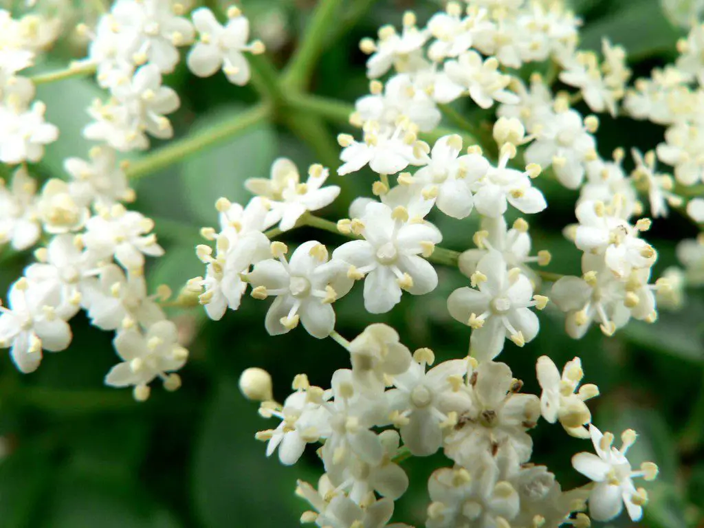 7 Flowers Used in Chinese Herbal Medicine Elder Flower Wake Up World