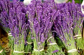 7 Flowers Used in Chinese Herbal Medicine - Lavender