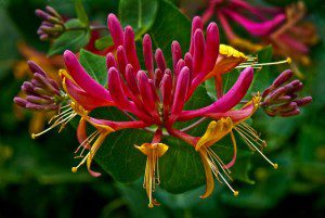 7 Flowers Used in Chinese Herbal Medicine - Lonicera