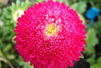 Flowers Used in Chinese Herbal Medicine - Chrysanthemum Flower