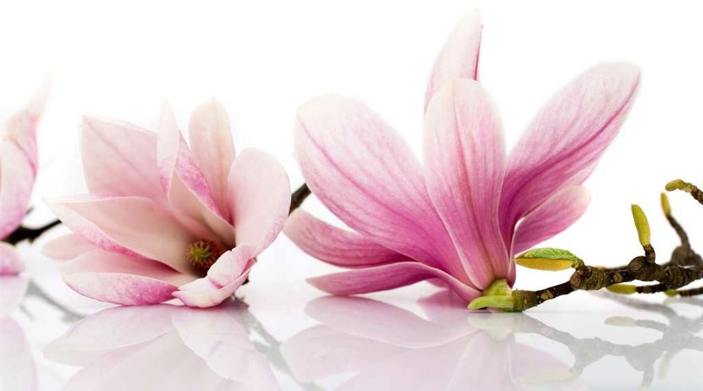 Flowers Used in Chinese Herbal Medicine - Magnolia Flower