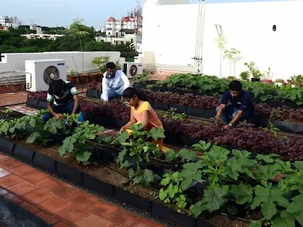 Rooftop Gardening - The World Is Finally Growing Up - Urban Farmers Chennai, India