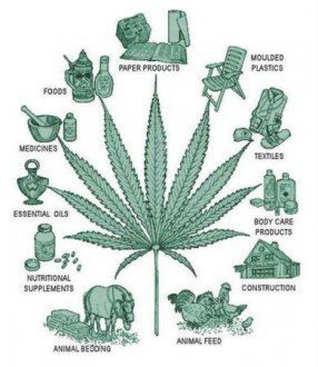 Stay the Course - The Fight For Marijuana Awareness - Uses for Agricultural Hemp