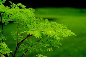 The Many Uses of the Mighty Moringa Tree - Moringa Leaf