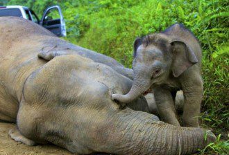 The Plight Of The Pink Elephant - 3 Month Old Calf Tries to 'Wake' Mommy