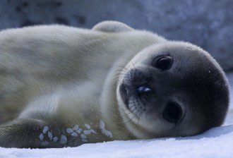 The Plight Of The Pink Elephant - Baby Weddell Seal