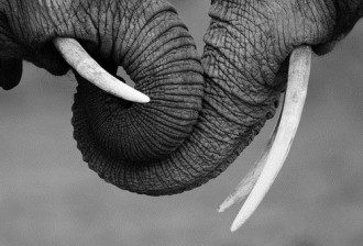 The Plight Of The Pink Elephant - Elephant Love