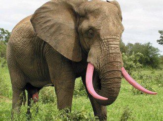 The Plight Of The Pink Elephant - Pink Elephant's Tusk
