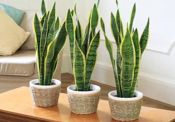 Top 7 Houseplants for Restful Sleep and Clean Air Bamboo Palm