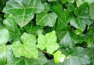 Could Glutathione be the Key to Slowing the Physical Aging Process - English Ivy