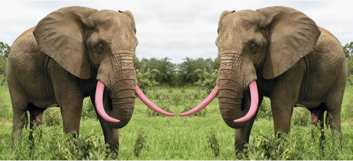 The Pink Elephant – Help Halt the Hunting Madness Wake 