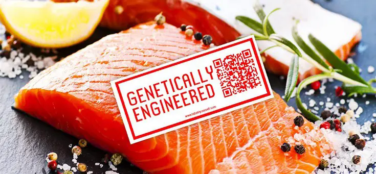 FDA Approves Genetically Engineered Salmon - Here's What You Need To Know