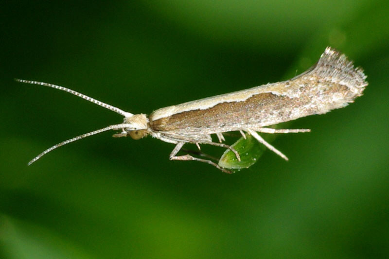 Genetically Engineered Mosquitoes and Moths Ready to Spread Like Wildfire - Diamondback Moth