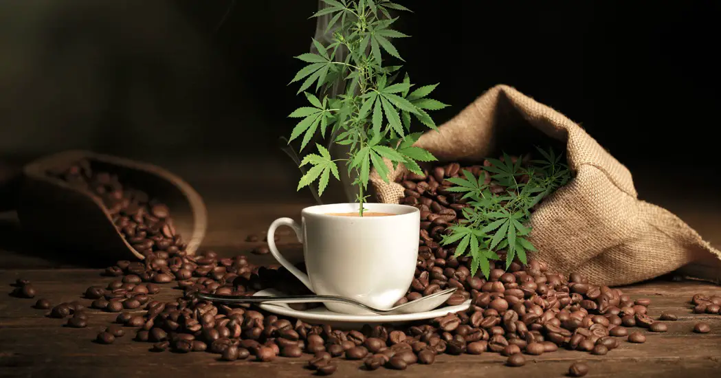 Cannabis Infused Coffee – Consumers Grow Wise to Health Benefits of Marijuana